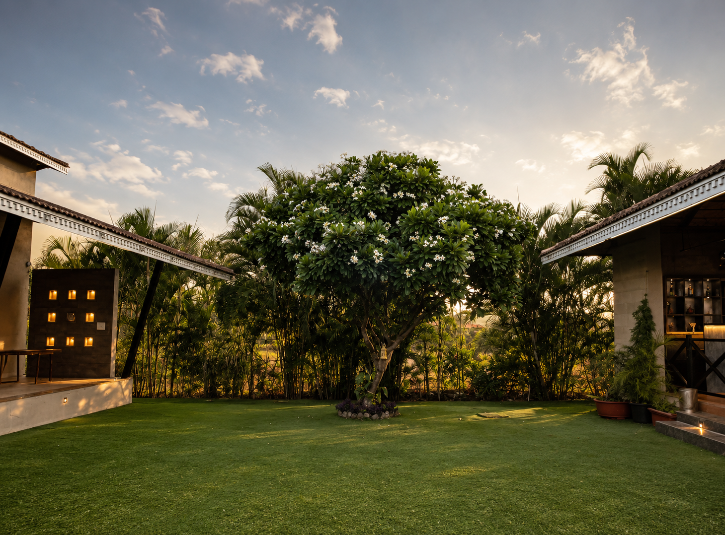 The plumeria — Chafa — tree in bloom at the property at dusk
